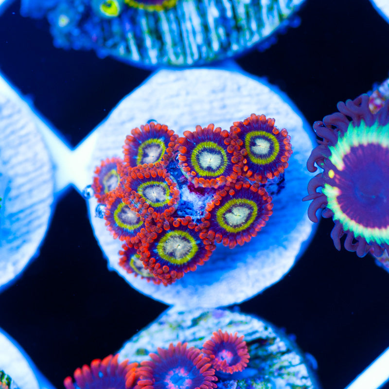 Treehouses of Horror Zoanthids #2