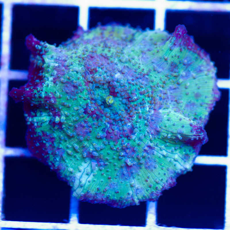 CC Purple Haze Discosoma