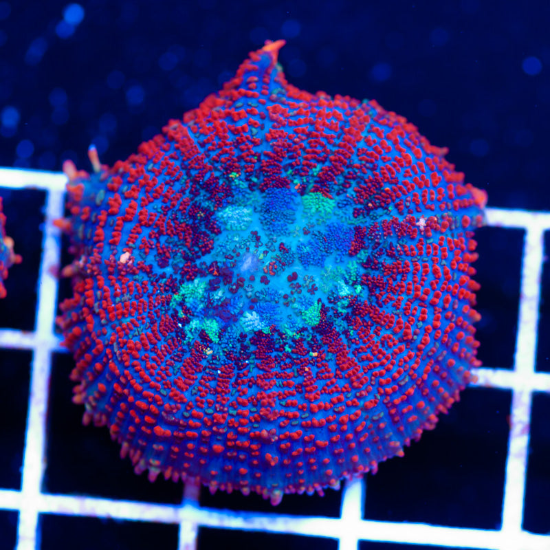 CC Masterpiece Rhodactis