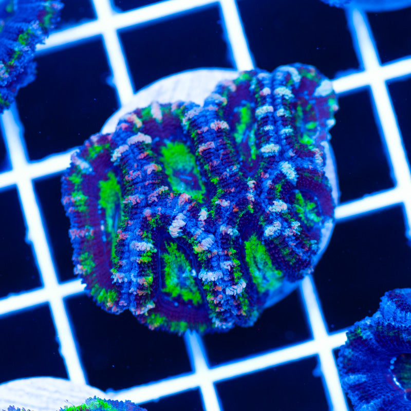 Awesome Aussie Acan #7
