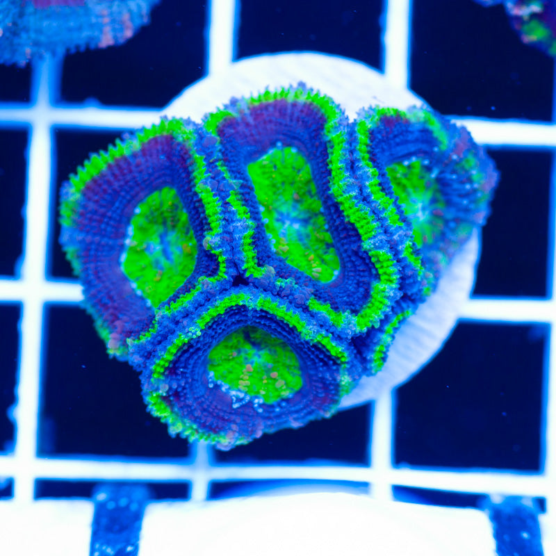 Awesome Aussie Acan #6