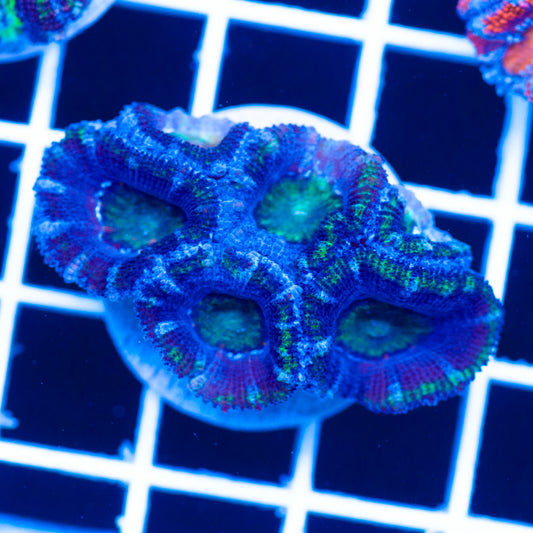 Awesome Aussie Acan #5
