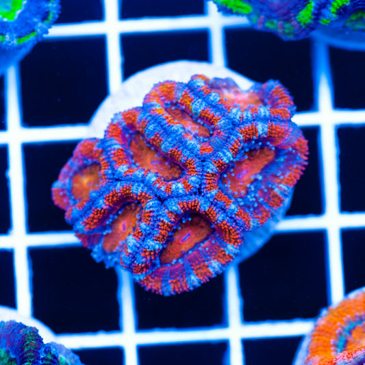 Awesome Aussie Acan #3