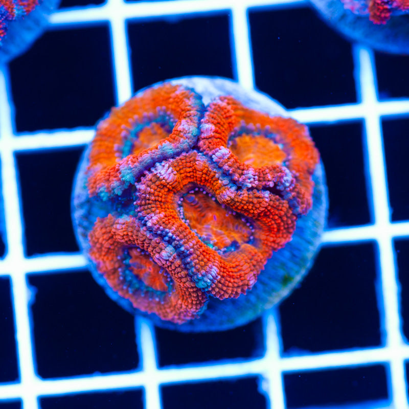 Awesome Aussie Acan #11