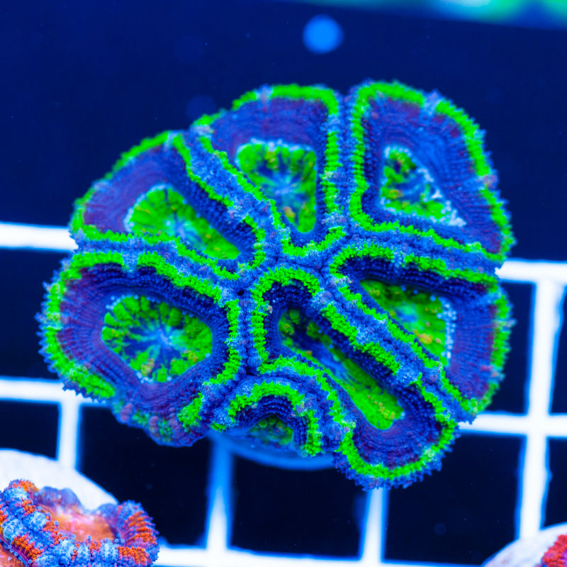 Awesome Aussie Acan #2