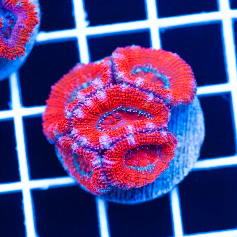 Awesome Aussie Acan #12