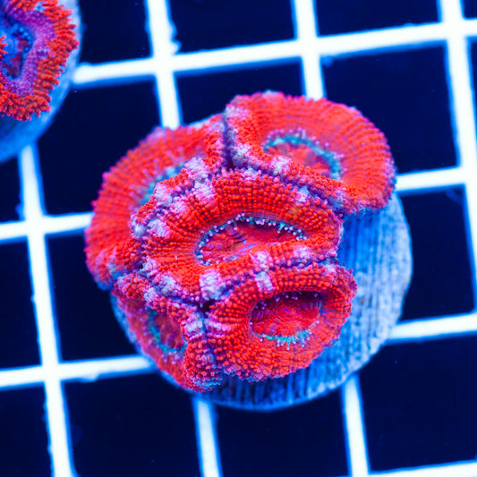 Awesome Aussie Acan #12