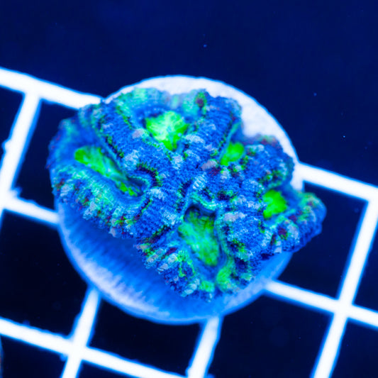 Awesome Aussie Acan #1
