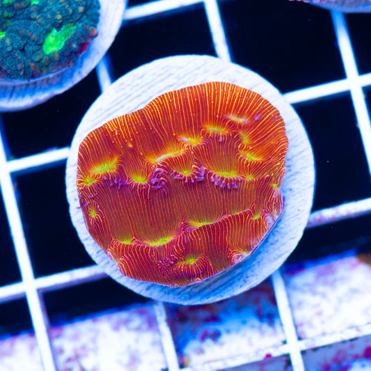 JF Jack O Lantern Leptoseris