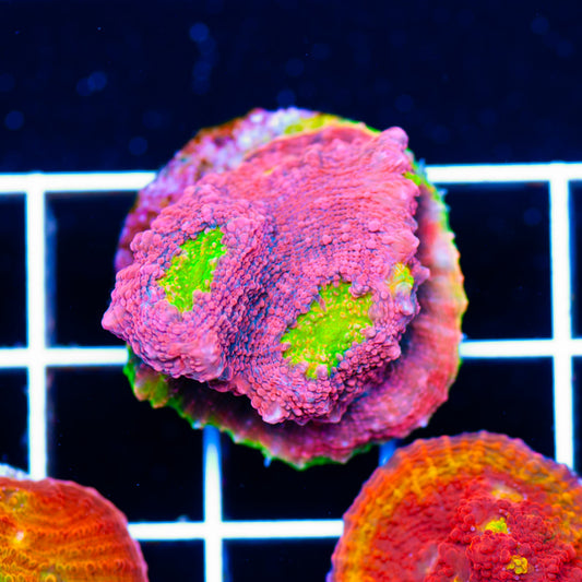 CC Pink Watermelon Chalice