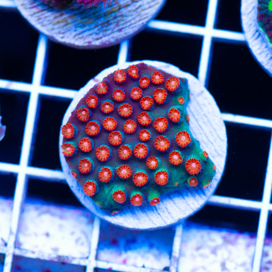 JF Jingle Bells Cyphastrea