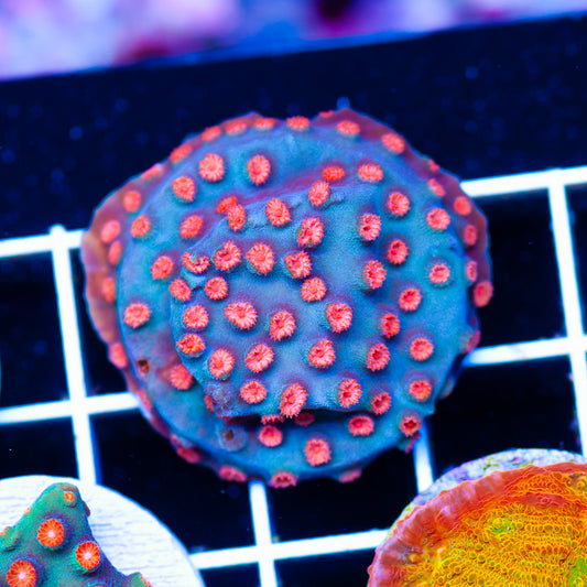 OG Meteor Shower Cyphastrea