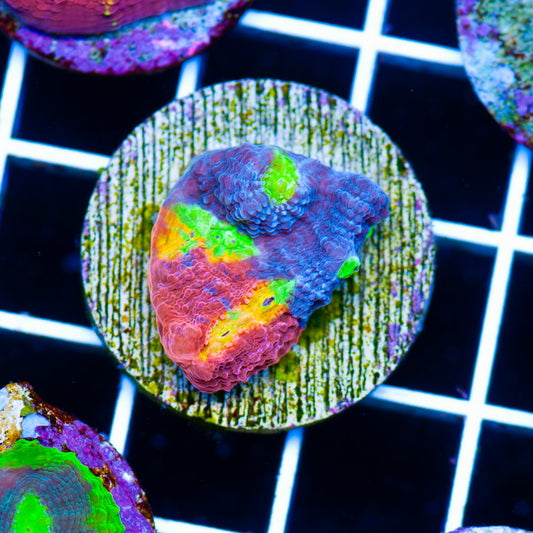 SC Rainbow Dynamite Chalice