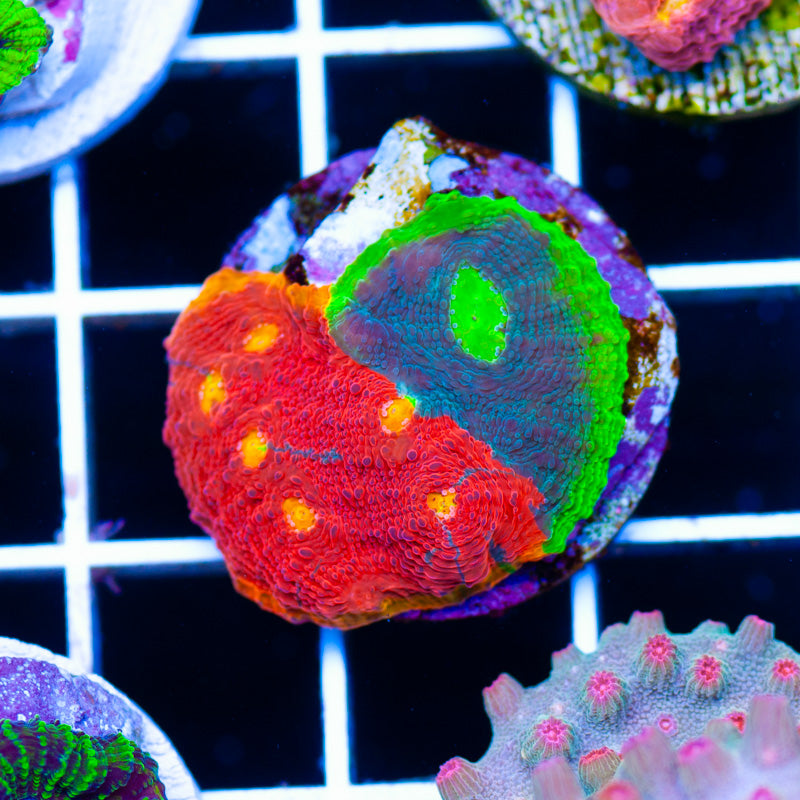 Jellybean Chalice