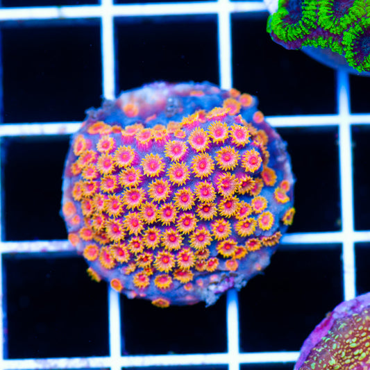Bizarro Cyphastrea