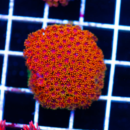 Gonzos XXX Goniopora/Bernardapora
