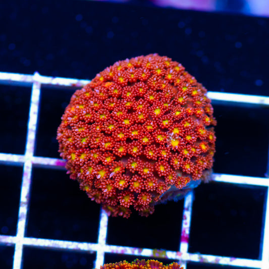JF Kaleidoscope Goniopora/Bernardapora
