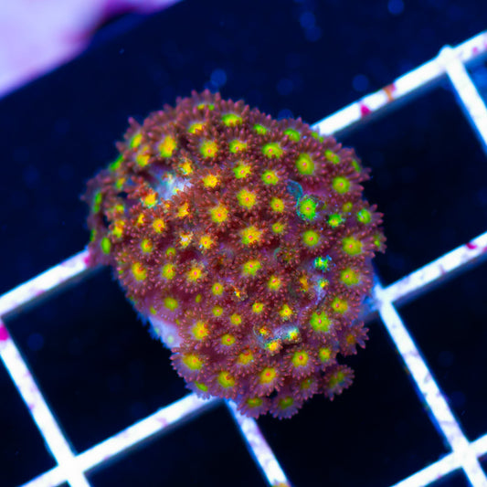 WWC Captain Crunch Goniopora/Bernardapor