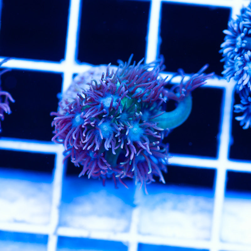 Hallucination Goniopora