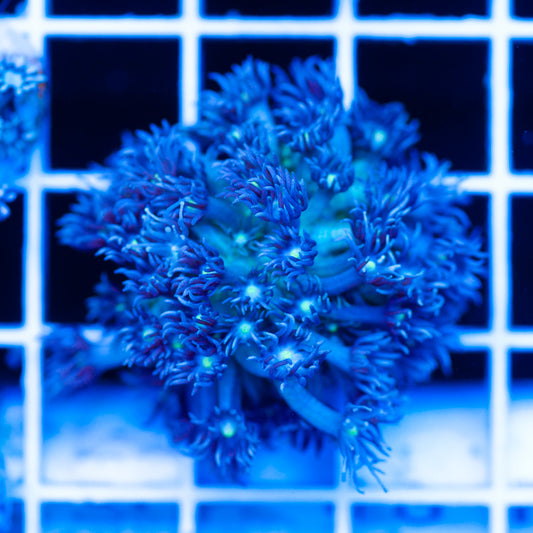 BCR Peacock Goniopora