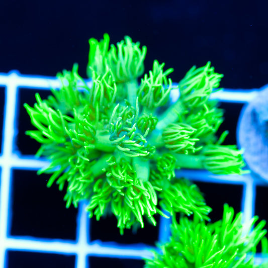 Frostbite Goniopora