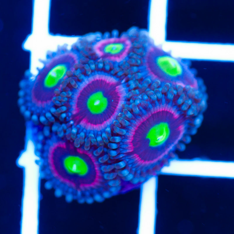Bubblicious Zoanthids