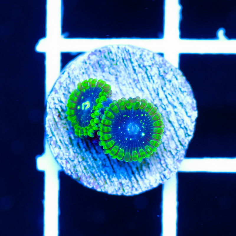 Exosphere Zoanthids #1