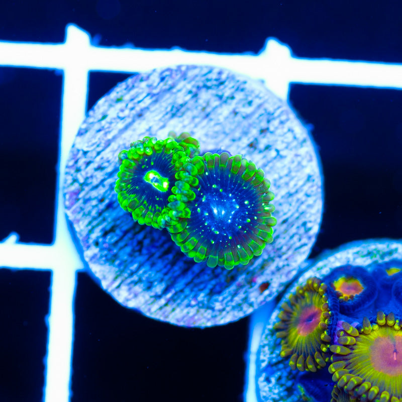 Exosphere Zoanthids #2