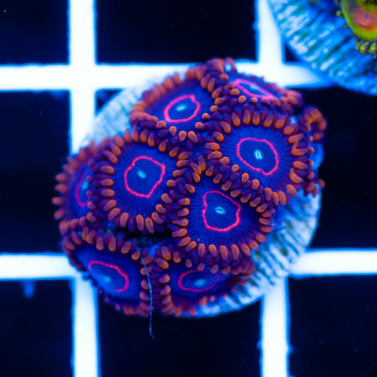 Red Hornet Zoanthids #1