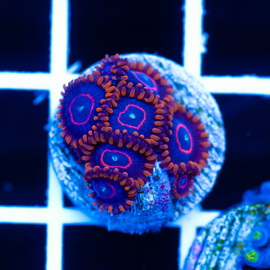 Red Hornet Zoanthids #2