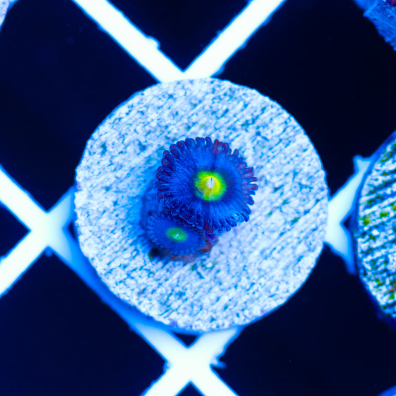 WWC AOI Zoanthids #1