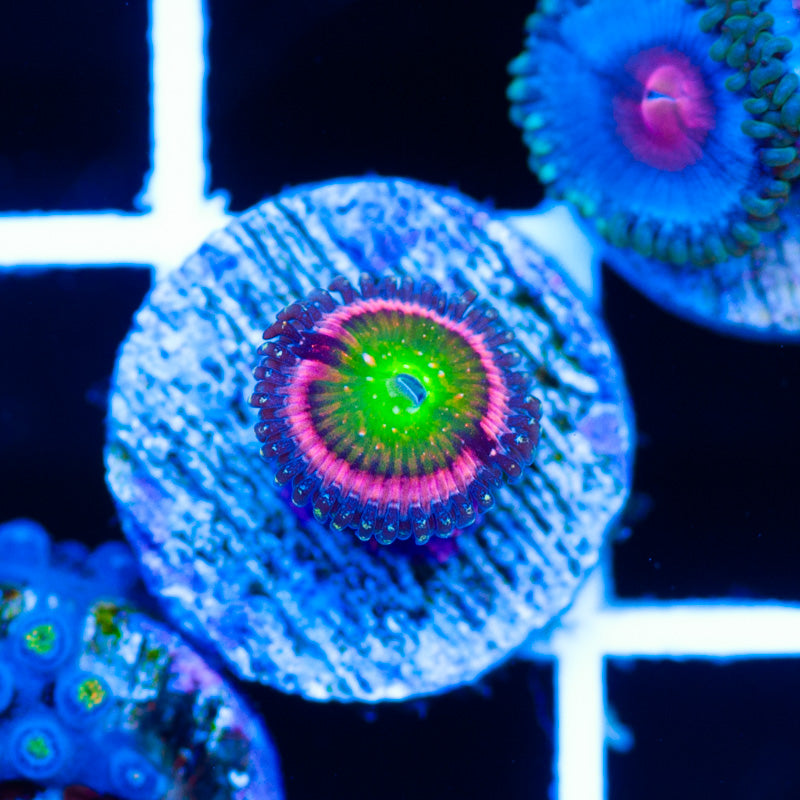 JF Kung Fu Fighter Zoanthid #1