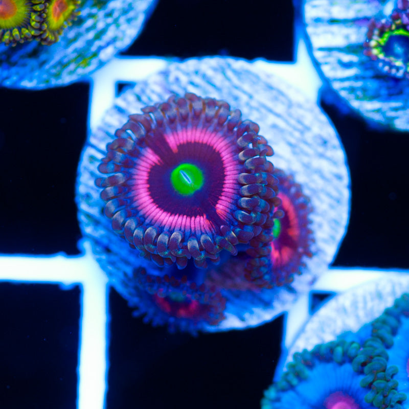 Lord of the Rings Zoanthids