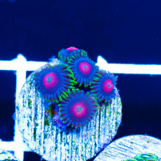 CC Rapture Zoanthids
