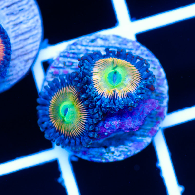 CC Pineapple Express Zoanthids