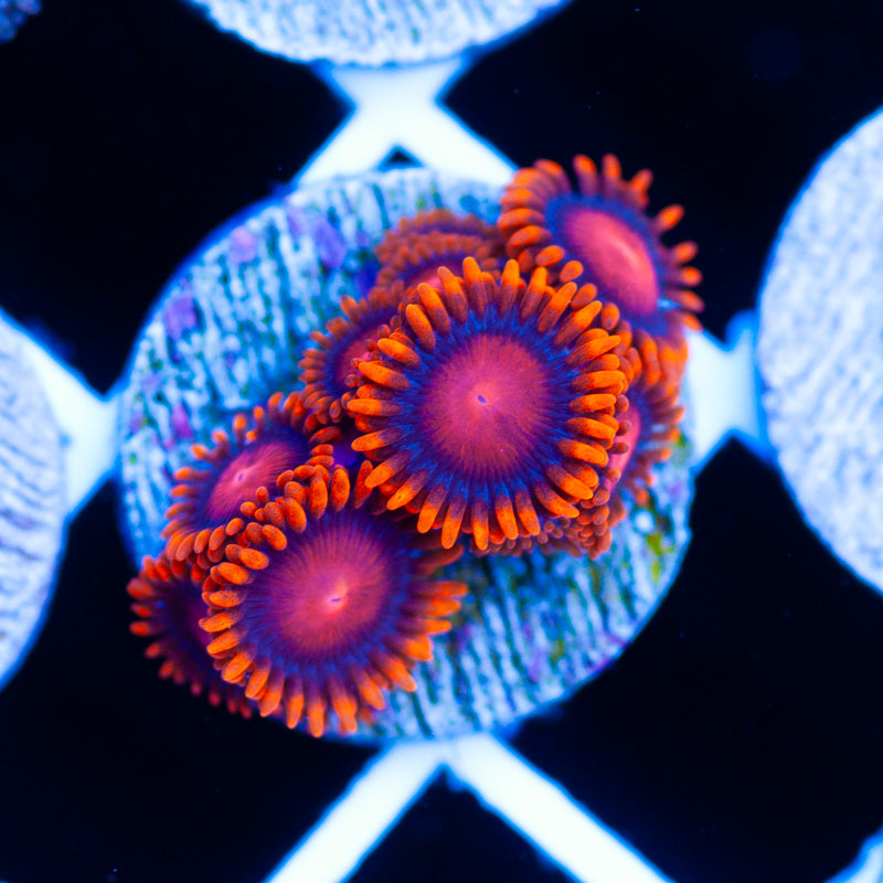 Bam Bam Zoanthids
