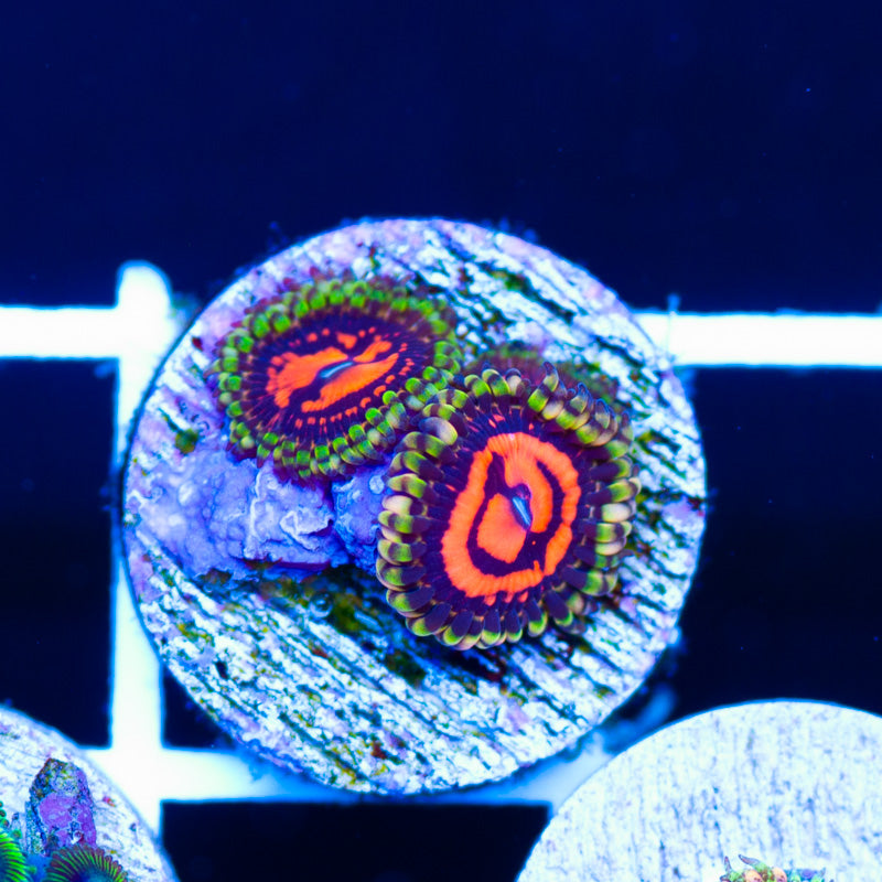 CC Flaming Brohican Zoanthids