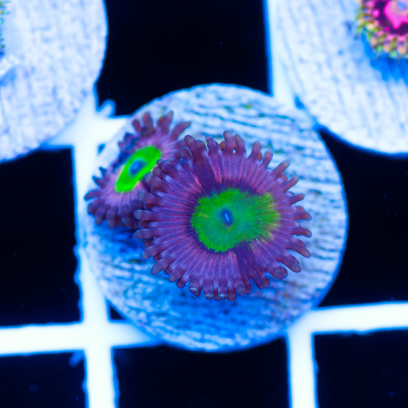 Chuckies Bride Zoanthids