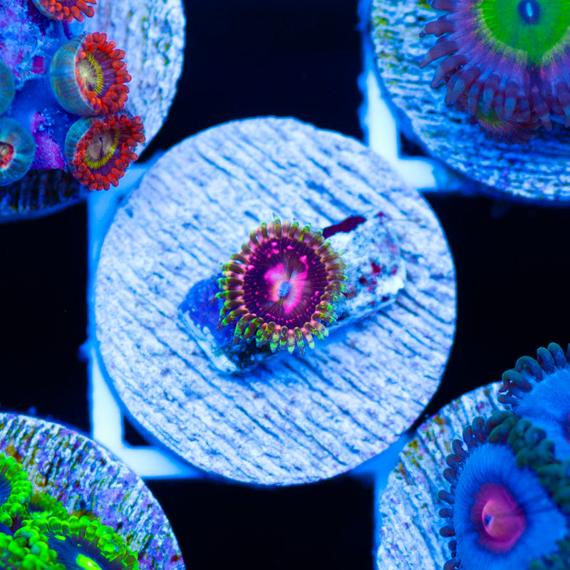 Big R Space Chaos Zoanthid #2