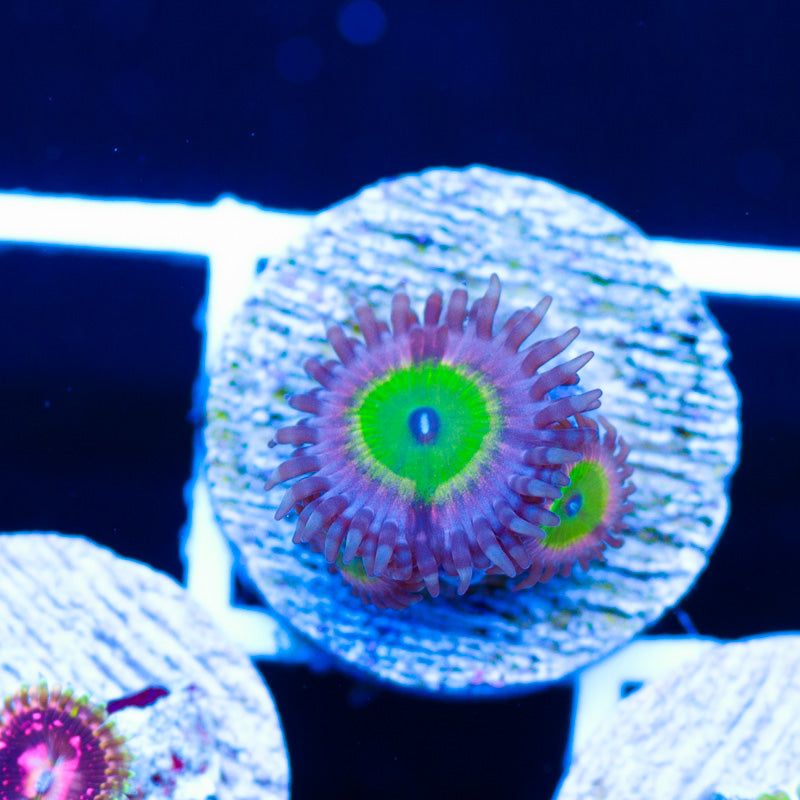 CC Sour Apple Zoanthids