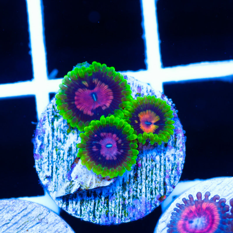 CC Scarlet Fever Zoanthids