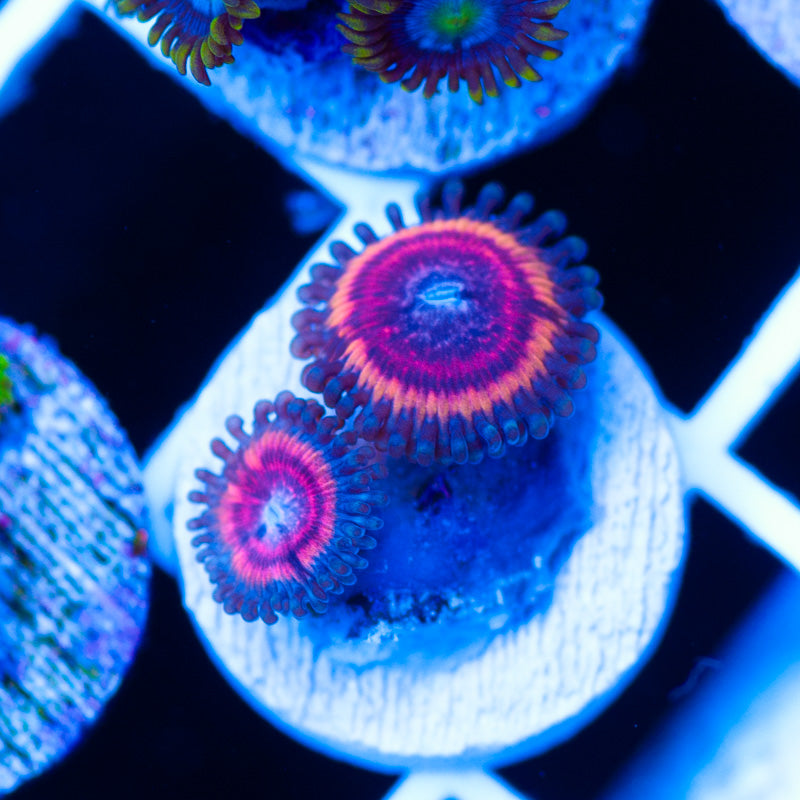 CC Bloodsucker Zoanthids