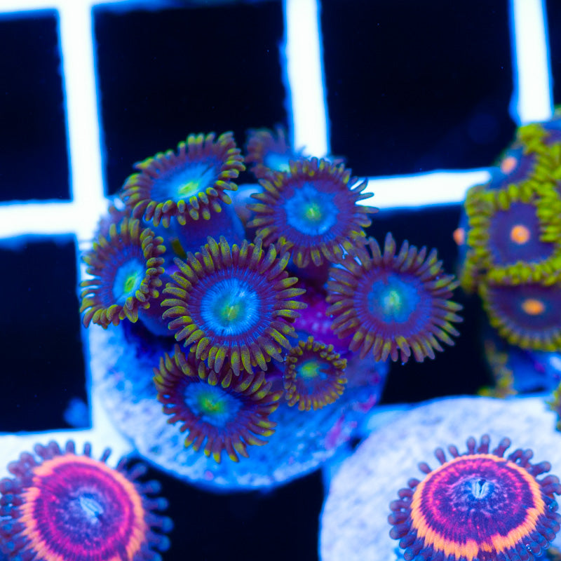 CC Blue Sky Zoanthids
