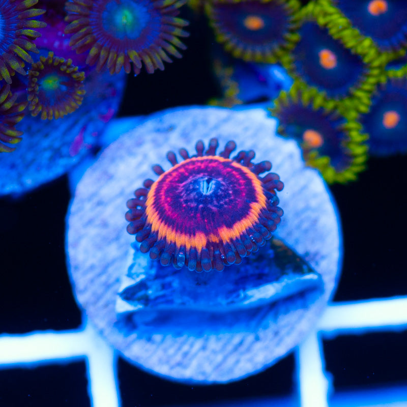 CC Bloodsucker Zoanthid #2