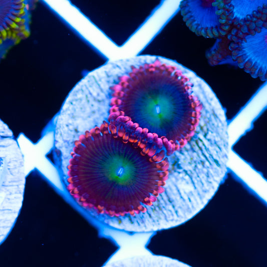 CC Rock Candy Zoanthids