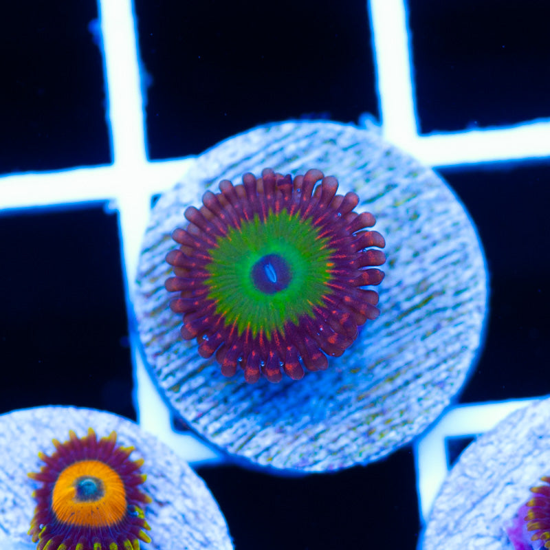 Candy Apple Red Zoanthid