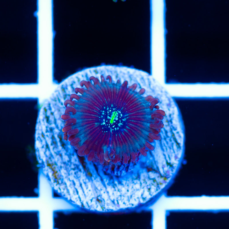 CC Dark Matter Zoanthid