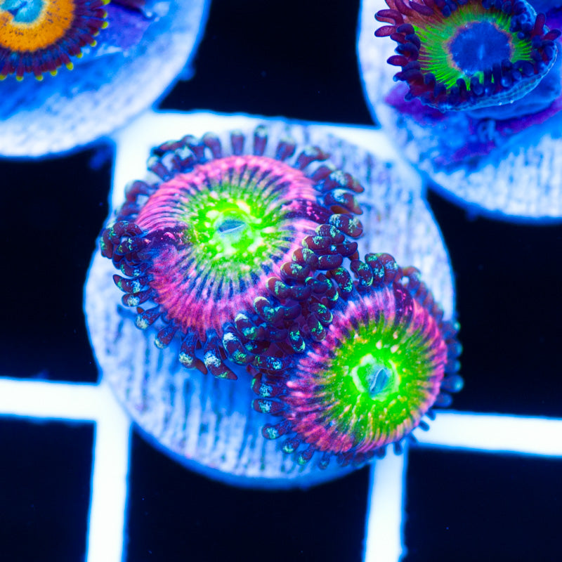 JF Kung Fu Fighter Zoanthids #2