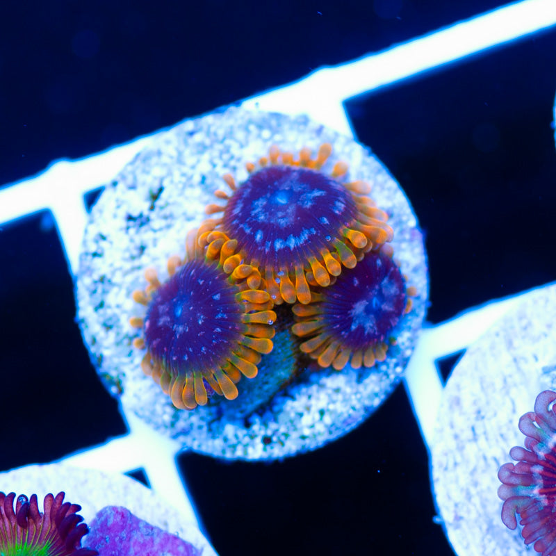 JF Acid Reflux Zoanthids #2