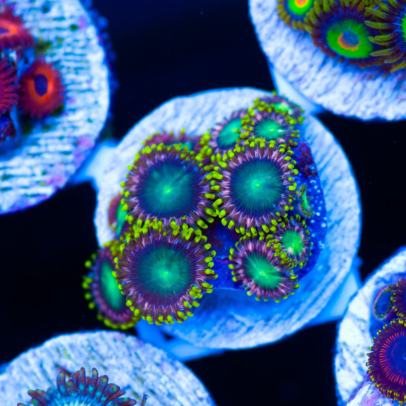 Jeffs Tropical Punch Zoanthids
